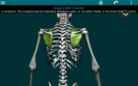 Bones Human 3D (anatomy) for PC