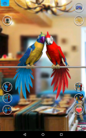 Talking Parrot Couple Free APK