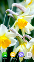 Spring Flowers Live Wallpaper for PC