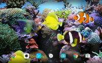 Coral Fish 3D Live Wallpaper for PC