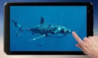 Shark Attack Live Wallpaper for PC