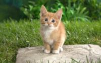 Cat Kittens Live Wallpaper for PC